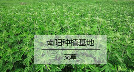 老艾堂艾草种植基地